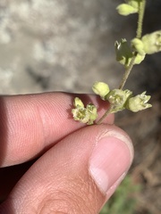 Heuchera glomerulata