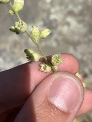 Heuchera glomerulata