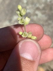 Heuchera glomerulata