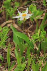 Erythronium montanum
