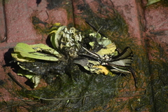 Protesilaus telesilaus