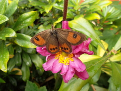 Argyrophenga antipodum