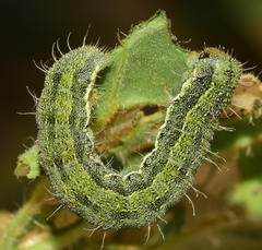 Heliothis peltigera