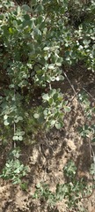 Lonicera subspicata denudata