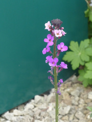 Erysimum linifolium