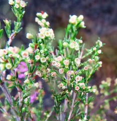 Erica bredasiana