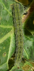 Heliothis peltigera