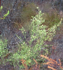 Erica bredasiana