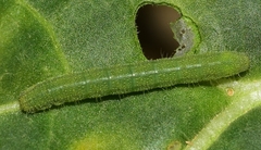 Heliothis peltigera