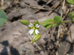 Cerastium subtetrandrum