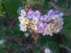 Lantana