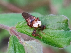 Myopa testacea