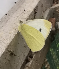 Pieris rapae