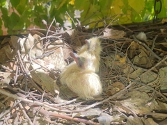 Columba guinea phaeonota