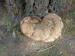 Cerioporus squamosus