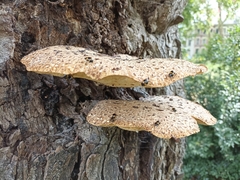 Cerioporus squamosus