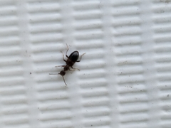 Malporus formicarius