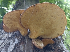 Cerioporus squamosus