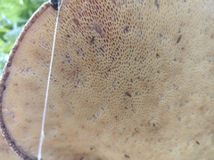 Cerioporus squamosus