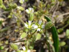 Cerastium subtetrandrum