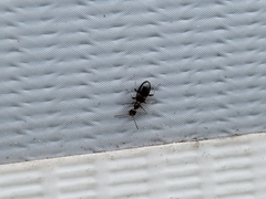 Malporus formicarius