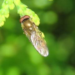 Platycheirus manicatus