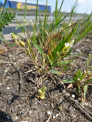Cerastium subtetrandrum