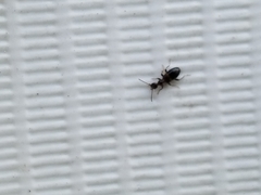 Malporus formicarius