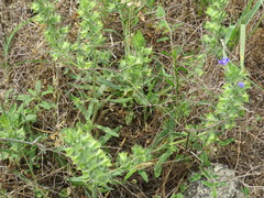 Salvia texana