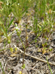 Cerastium subtetrandrum