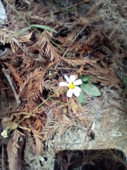 Stenocarpha filiformis