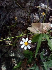 Stenocarpha filiformis