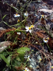 Stenocarpha filiformis