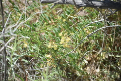 Astragalus douglasii