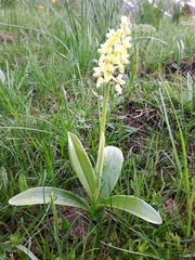 Orchis pallens