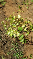 Polyscias paniculata