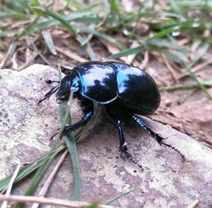 Trypocopris