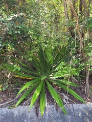 Furcraea tuberosa