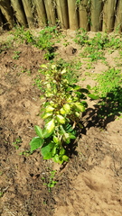 Polyscias paniculata