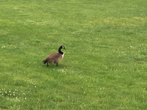 photo of Canada Goose (Branta canadensis)