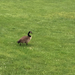 photo of Canada Goose (Branta canadensis)