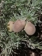 Rhopalomyia pomum