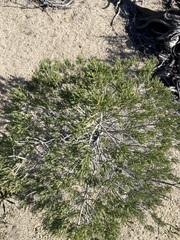 Pinus quadrifolia