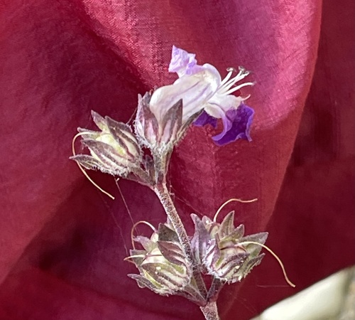 Chinese Houses seedling