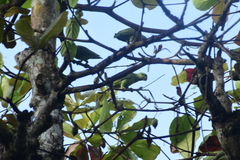 Graydidascalus brachyurus