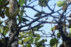 Graydidascalus brachyurus