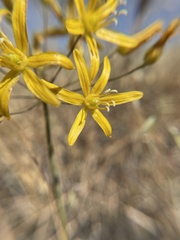 Bloomeria crocea