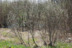 Salix