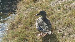 Anas platyrhynchos × undulata