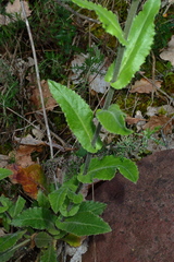 Pseudoturritis turrita